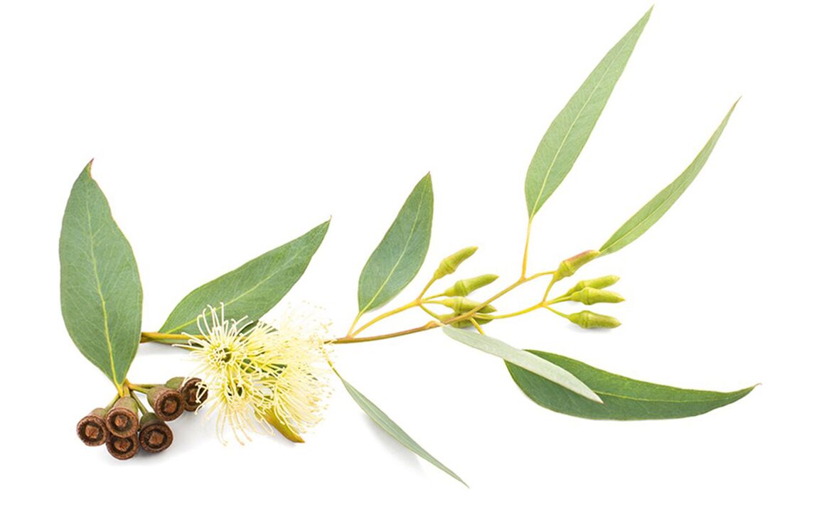 Eucalyptus oil in Hondrolival