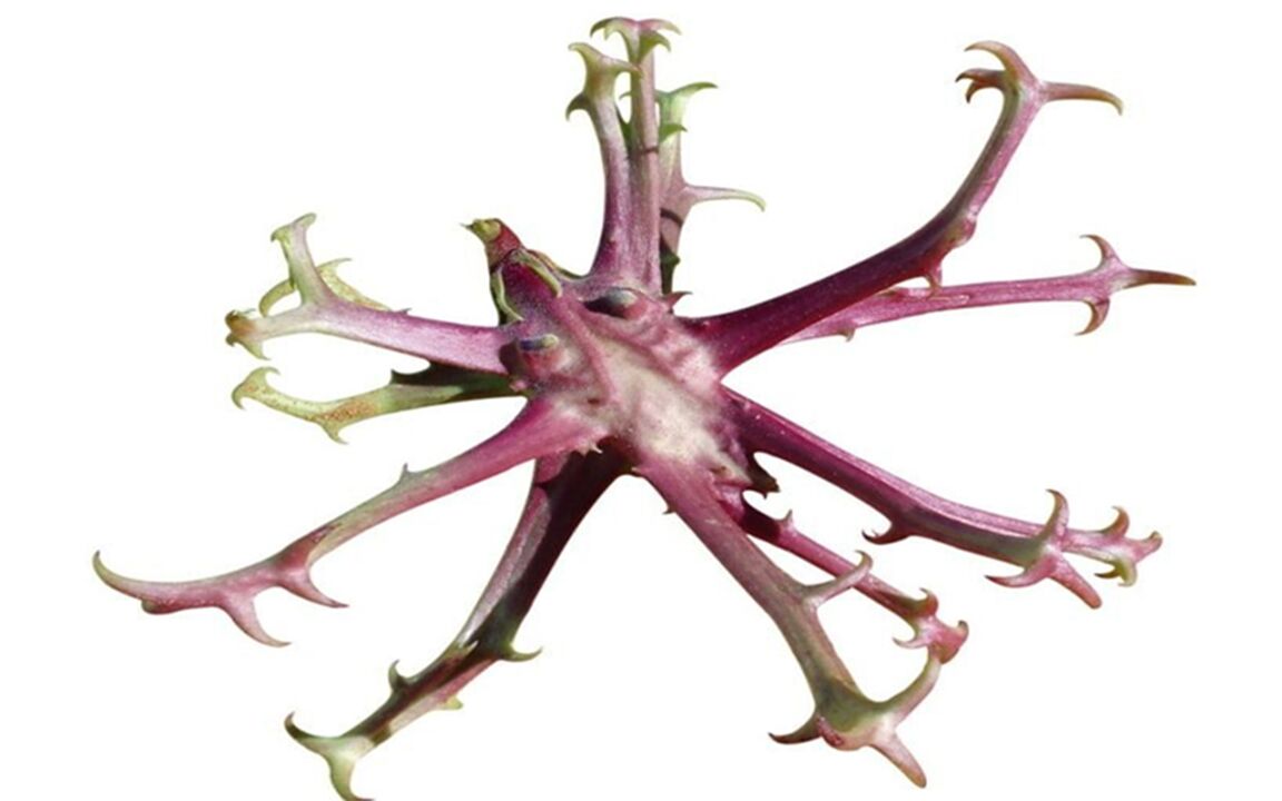 Satan's Claw Extract in Zxcvbnmqwt